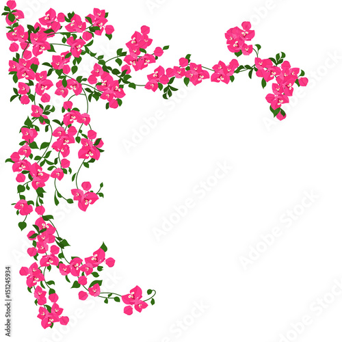 Valokuva Beautiful curly pink flowers