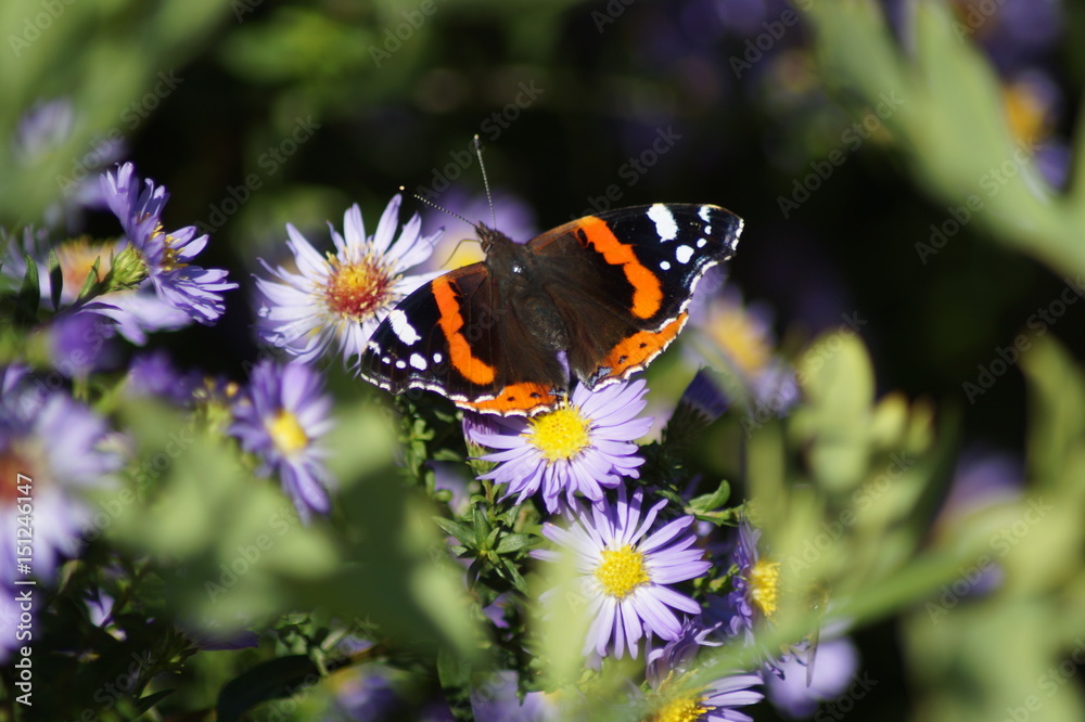 Schmetterling, Astern, lila, Butterfly, Papillon Schmetterling, Astern, lila, Butterfly, Papillon