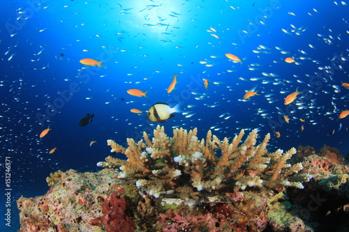 Fototapeta Naklejka Na Ścianę i Meble -  Fish on ocean coral reef