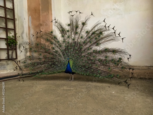 Peacock in Praque