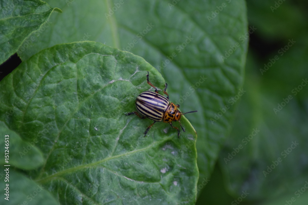 Potato bug on potato leaf Potato bug on potato leaf