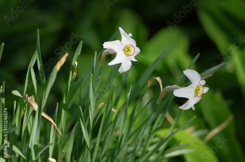 Fototapeta Naklejka Na Ścianę i Meble -  blooming daffodil background texture