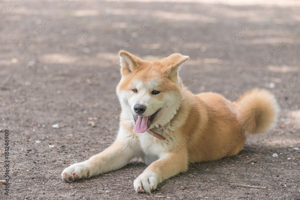 Japanese Akita Inu Dog