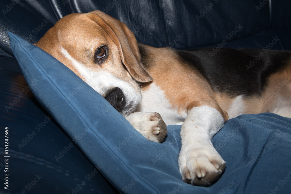 beagle lying on a sofa