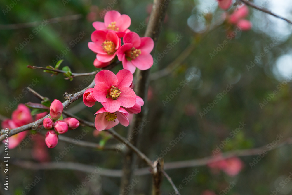 Fototapeta premium Pink blossom flowers on tree