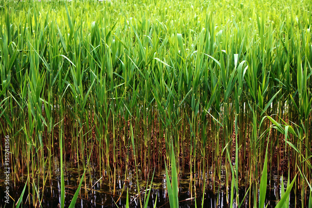 Stems of green grass growing in water Stems of green grass growing in water