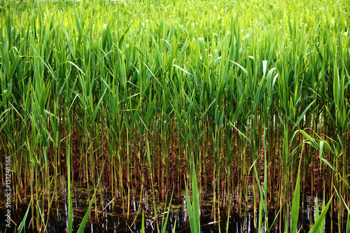 Stems of green grass growing in water