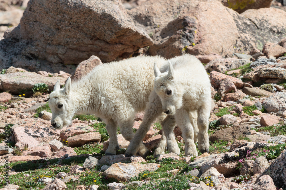 Fototapeta premium Wild Mountain Goats of the Colorado Rocky Mountains