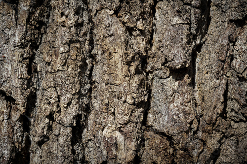 bark, natural background