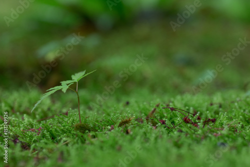 Young sprout in springtime,Closeup. © lansa