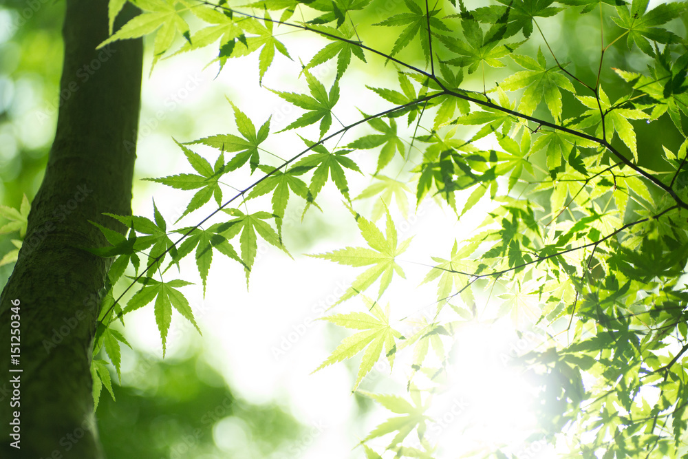 Beautiful fresh spring leaves of maple tree Beautiful fresh spring leaves of maple tree
