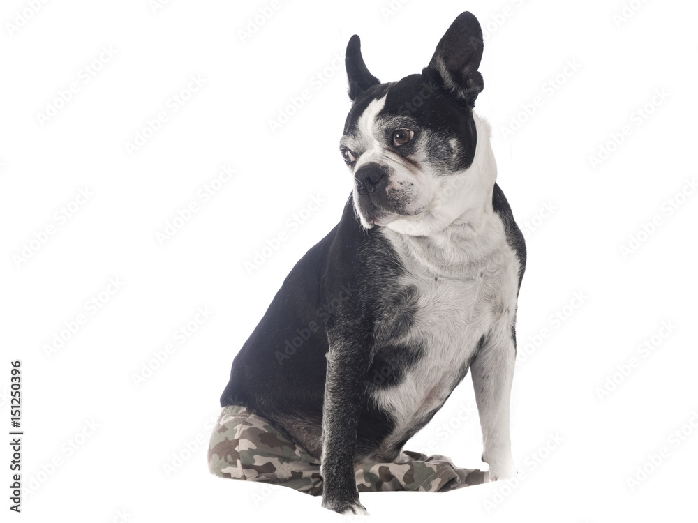 Boston terrier