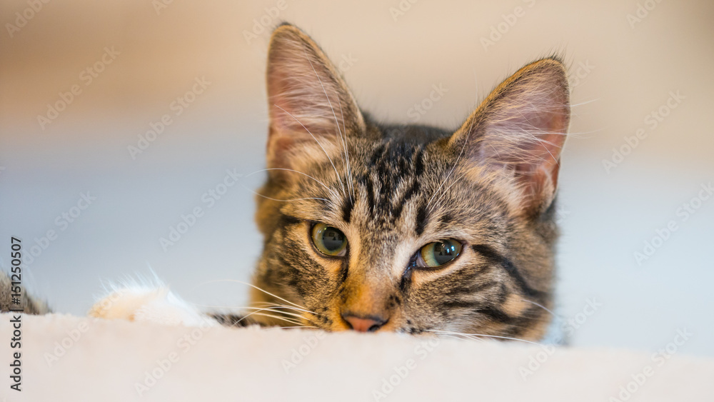 Little grey kitten lies on the floor.