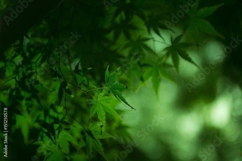 Beautiful fresh spring leaves of maple tree