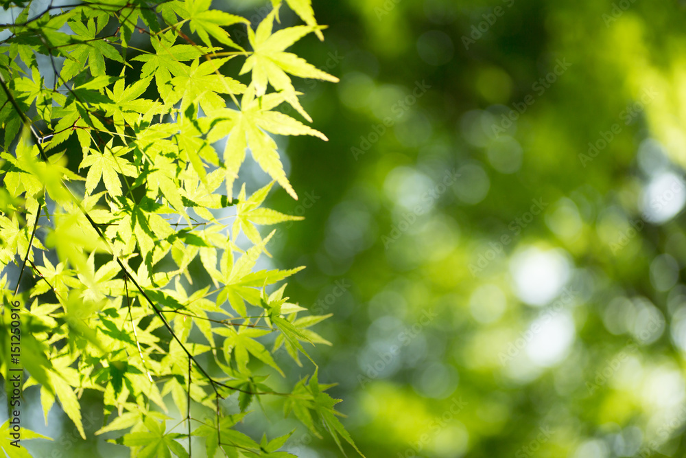 Beautiful fresh spring leaves of maple tree Beautiful fresh spring leaves of maple tree
