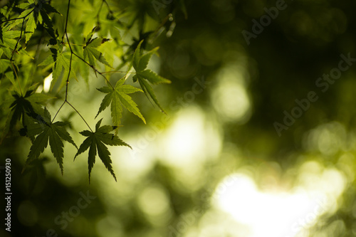 Beautiful fresh spring leaves of maple tree