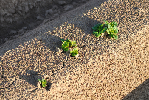 Fotografi semis de pomme de terre sur butte dans un champ