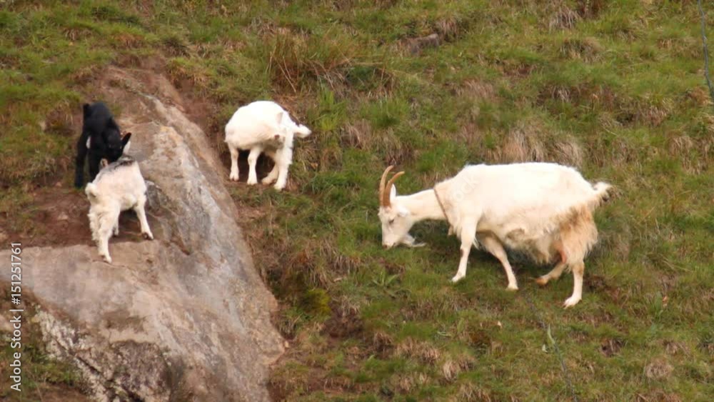 Goat family - mom and three merry goats Goat family - mom and three merry goats