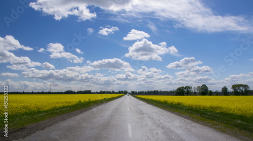 Empty asphalt road between yellow flowering rapeseed field in rural landscape under blue sky with white fluffy clouds