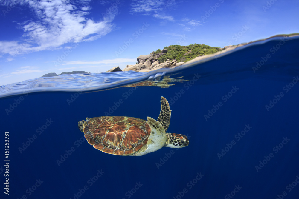 Obraz premium Sea Turtle split photo half and half over under