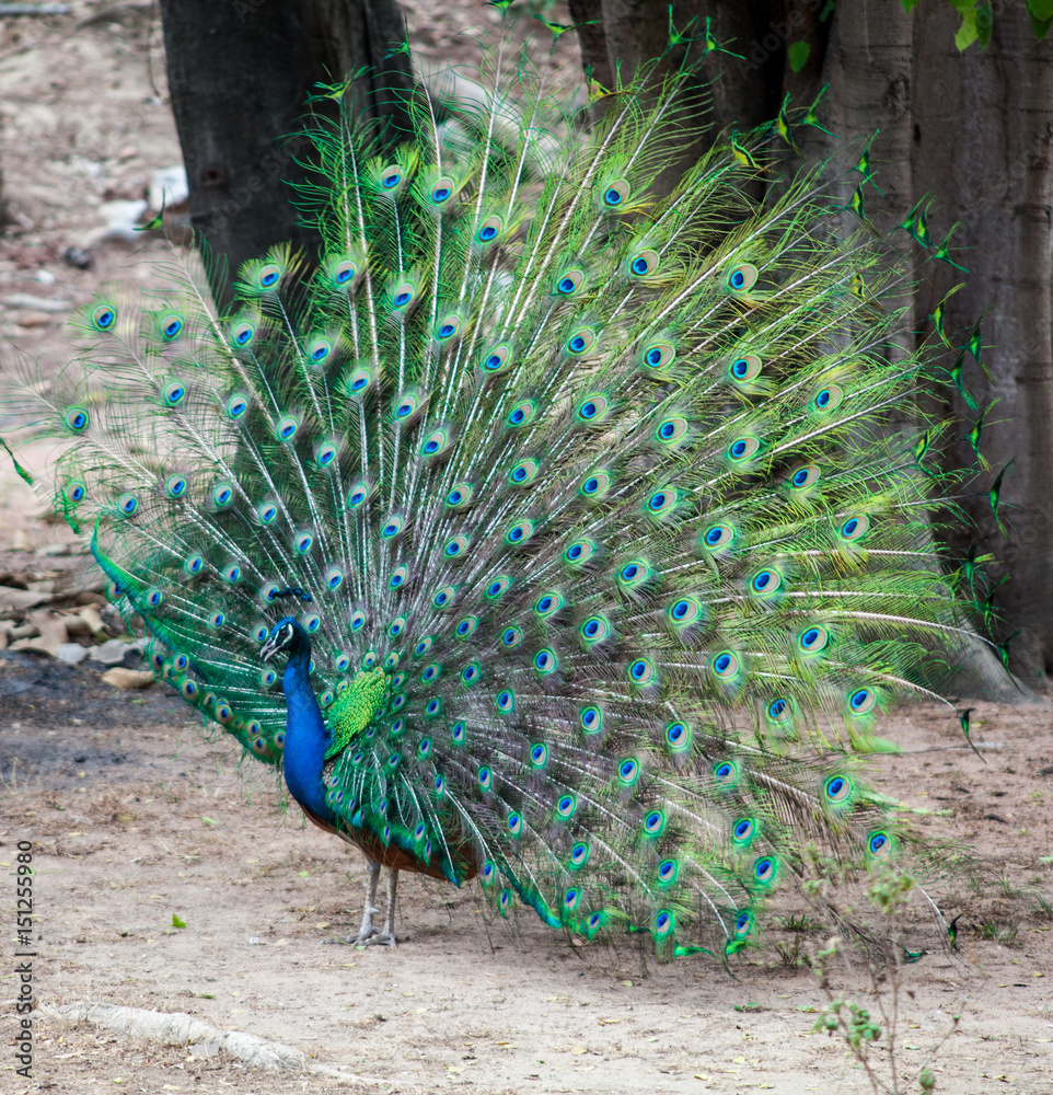 Obraz premium peacock