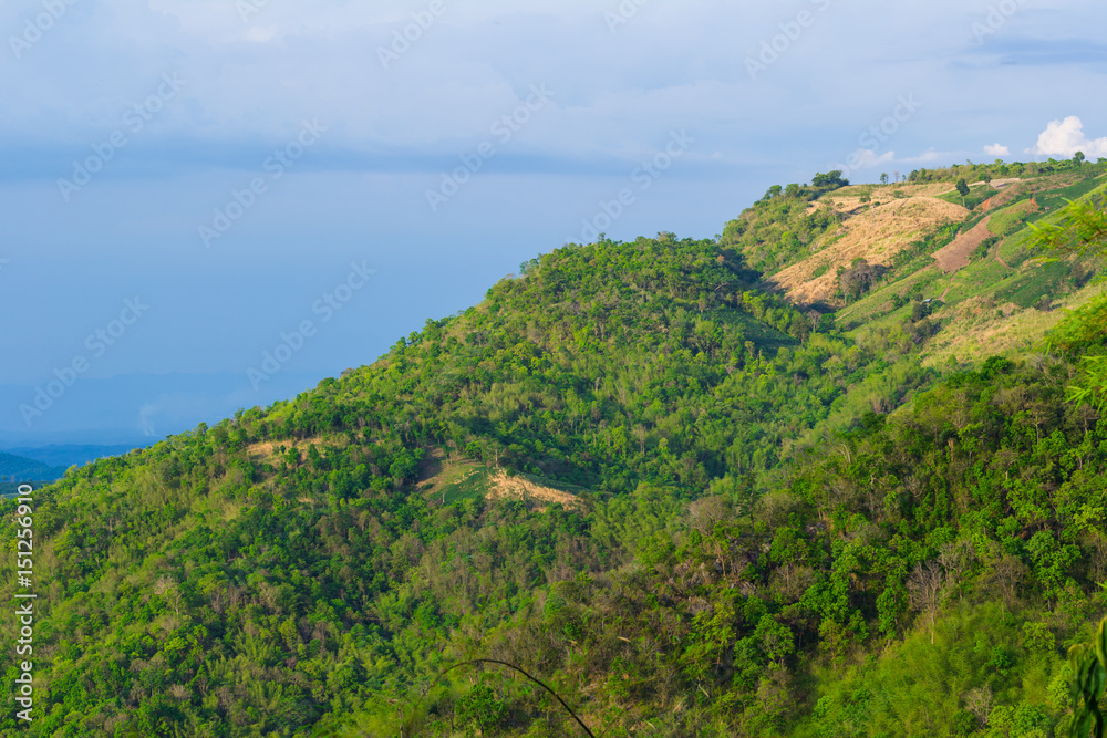 green trees on hill of thailand