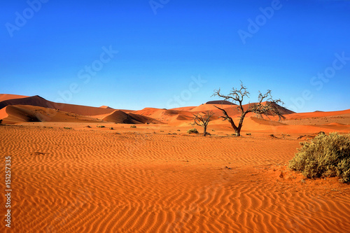 Rote Dünenlandschaft Namibia mit Bäumen im Vordergrund