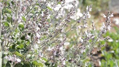 Sage (Salvia friticosa) plant sway on wind