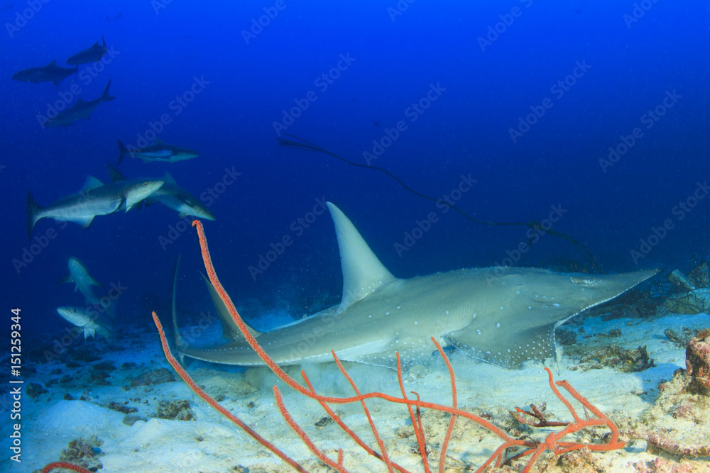Fototapeta premium Whitespotted Guitarfish, Shark Ray, Guitar Shark, fish, Shovelnose Ray