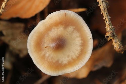 Rhodocollybia butyracea, common name Buttery Collybia, seen directly from above photo