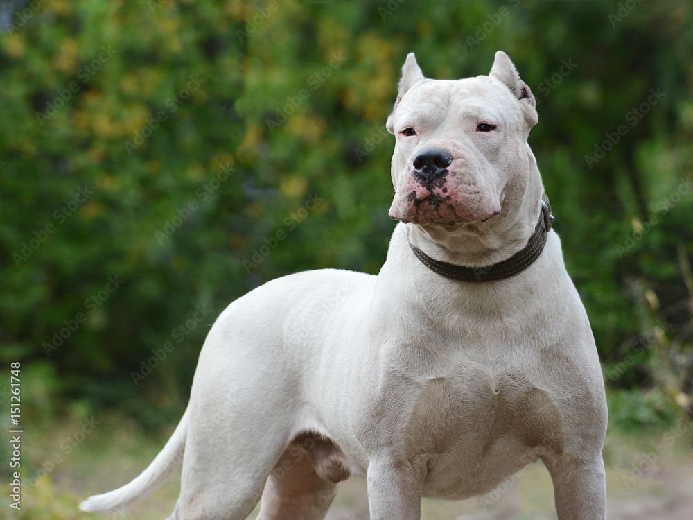 Beautiful strong male Dogo Argentino on green background