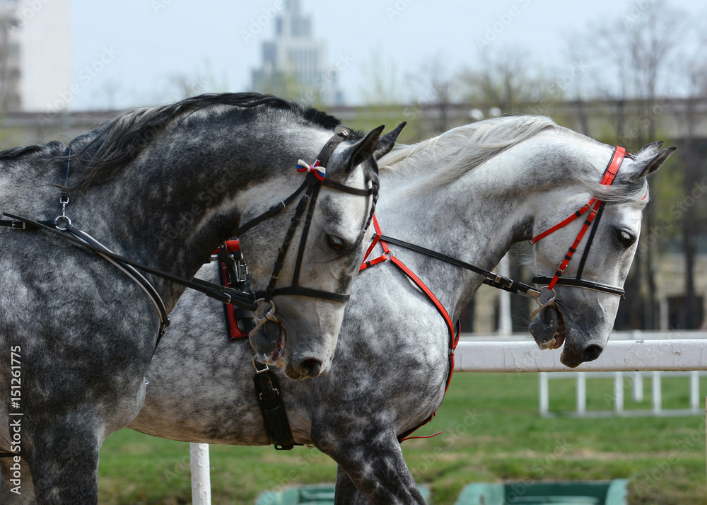Portrait of a two gray sport horse trotter.
