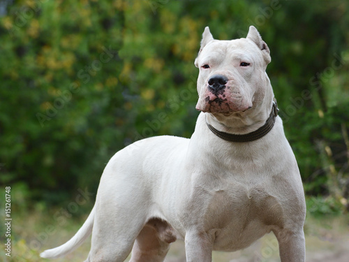 Obraz na płótnie Beautiful strong male Dogo Argentino on green background w salonie