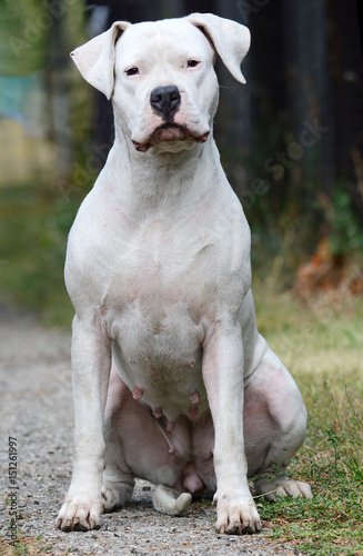 Obraz na płótnie Dogo Argentino female sitting w salonie