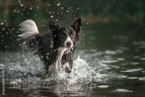 Border collie dog running in the water