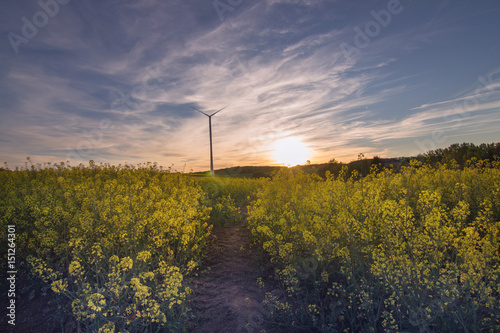 Windrad im Rapsfeld