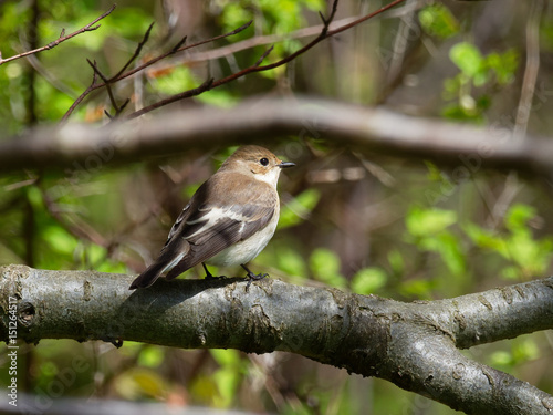 Pied Flycatcher - Ficedula hypoleuca photo