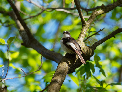 Pied Flycatcher - Ficedula hypoleuca photo