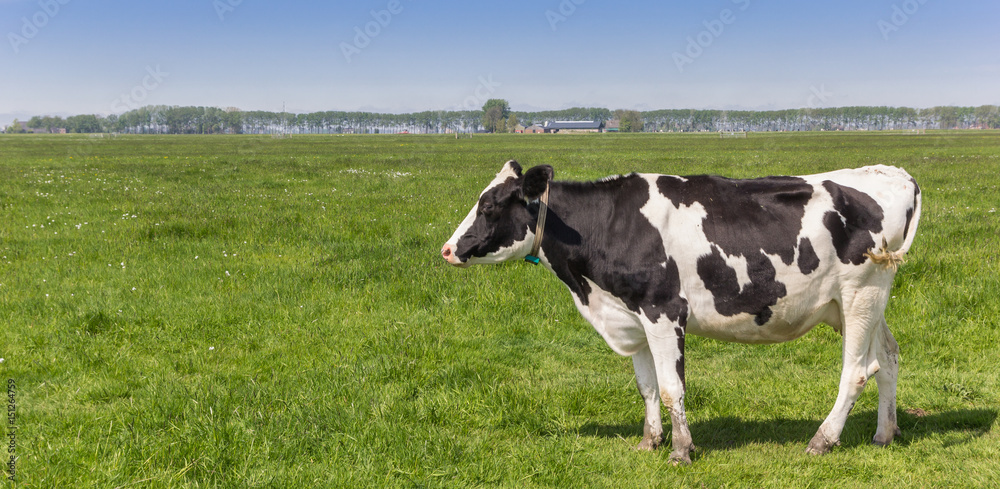 Panorama of a dutch black and white Holstein cow