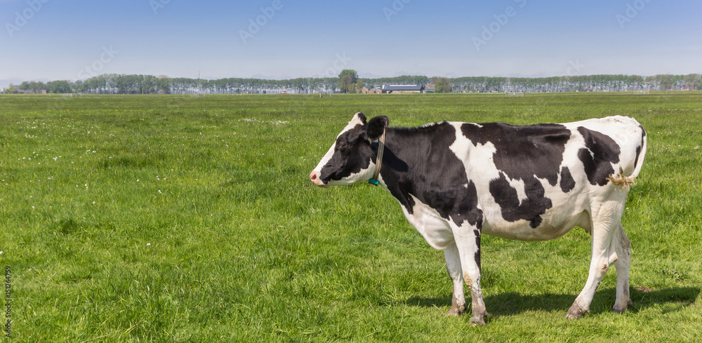 Panorama of a dutch black and white Holstein cow Panorama of a dutch black and white Holstein cow