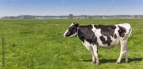 Panorama of a dutch black and white Holstein cow