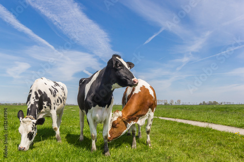 Three dutch cows in the farmland near Groningen © venemama