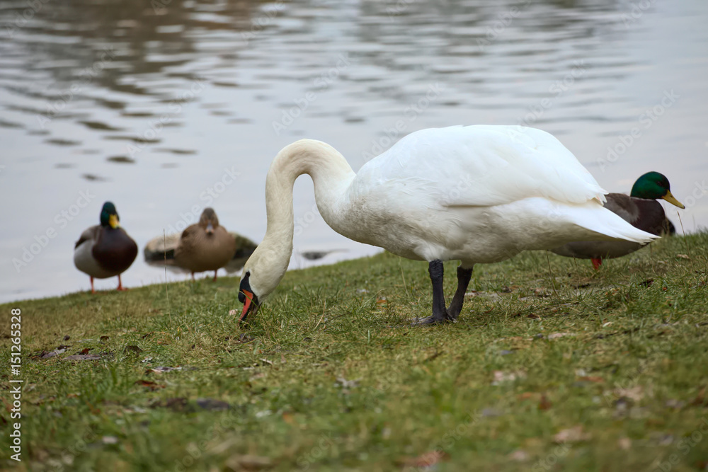 Obraz premium Mute swan (Cygnus olor) with some mallards