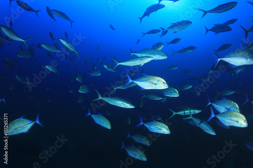 Tuna fish in ocean © Richard Carey