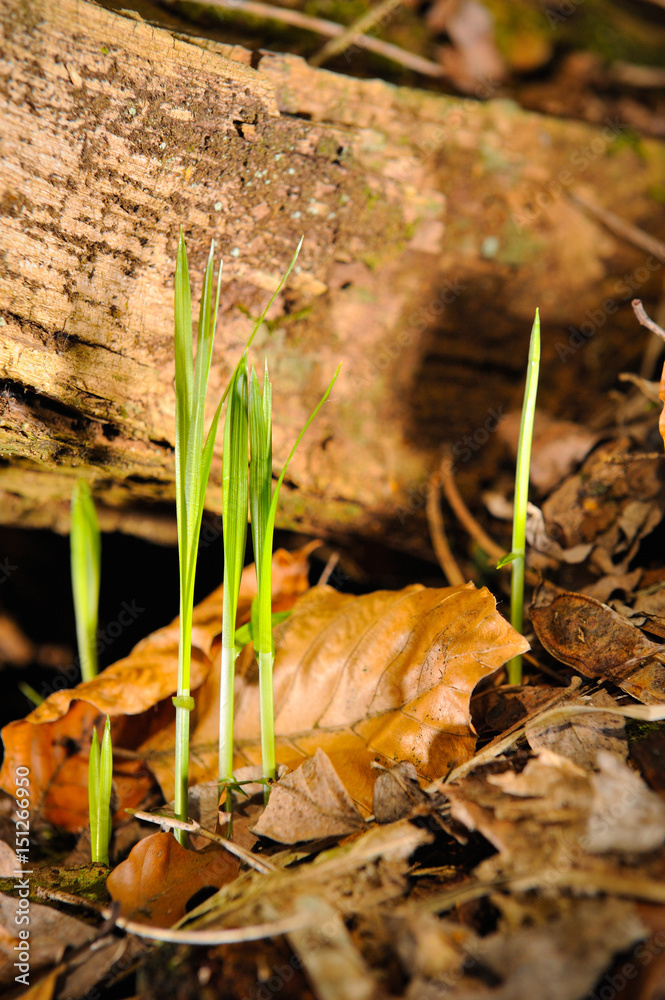 Naklejka premium einzelne Grashalme sprießen aus dem Waldboden, auf dem noch vertrocknete Blätter vom Vorjahr liegen