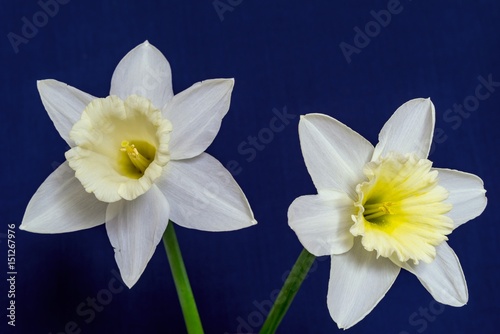 Fototapeta Naklejka Na Ścianę i Meble -  two big a narcissus flower closeup