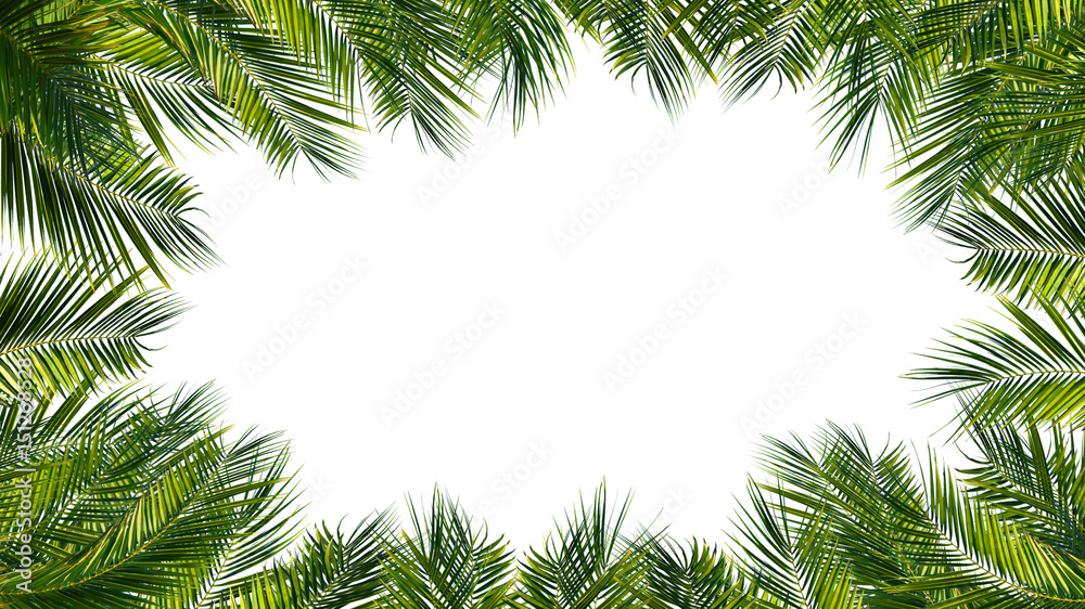 Naklejka premium rama liści palmowych, liści palmowych, dłoni na białym tle