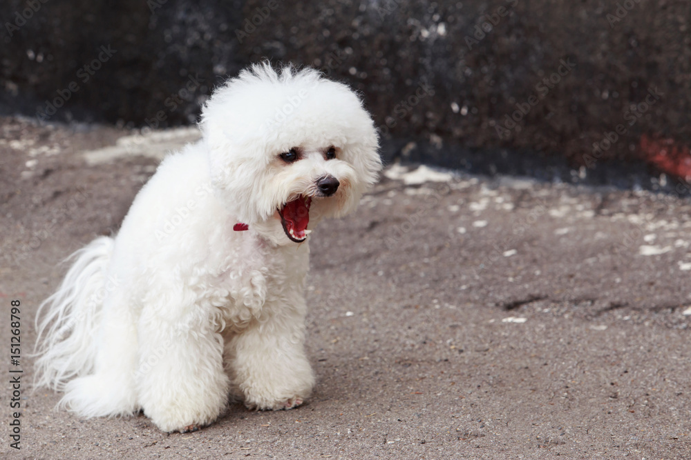dog breed maltese bichon dog breed maltese bichon