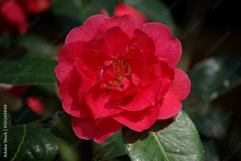 Camélia rose au printemps au jardin