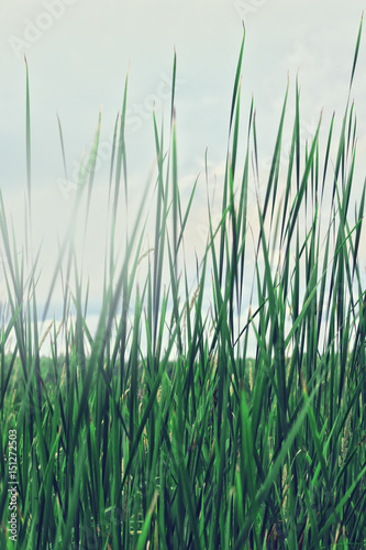 Grass in the summer